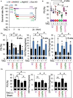 Autophagy Controls Nrf2-Mediated Dichotomy in Pressure Overloaded Hearts